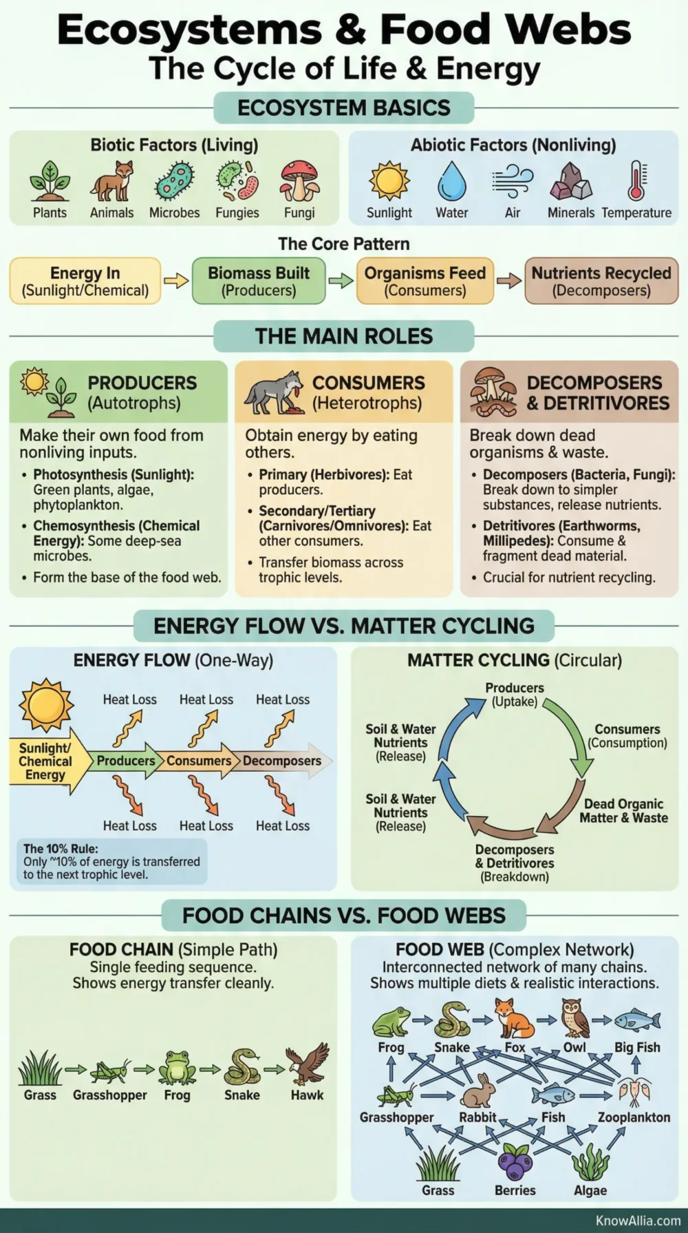 Ecosystems and food webs show how producers, consumers, and decomposers interact to sustain life in nature.