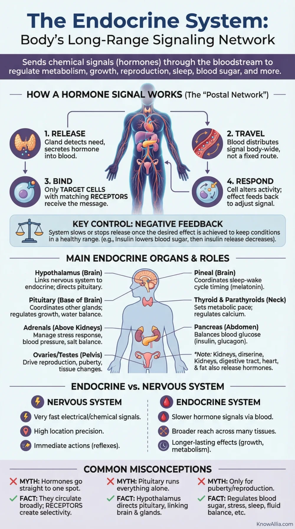 Hormones and the endocrine system help the body send signals through main organs like the brain, glands, and nerves for proper fun…
