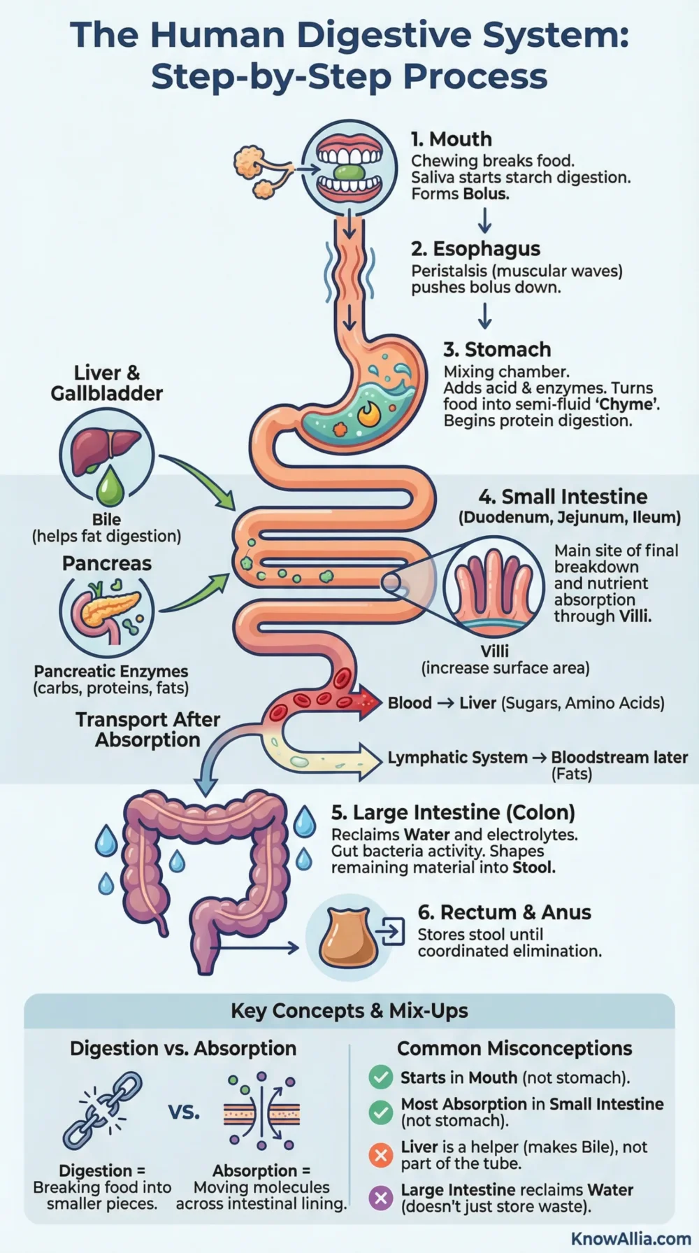 The human digestive system explained, showing how food moves through the stomach, small intestine, and large intestine for digesti…