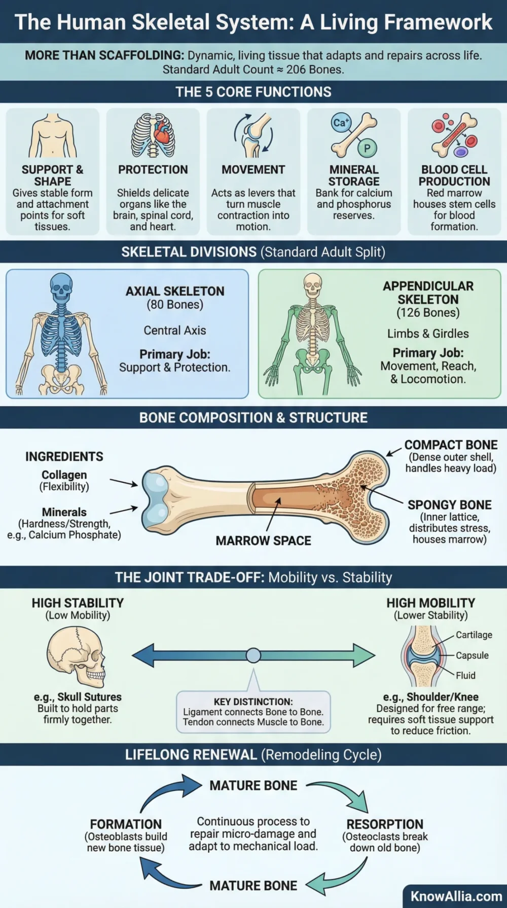 The human skeletal system explained, showing bones, joints, and their key functions in providing structure and support.
