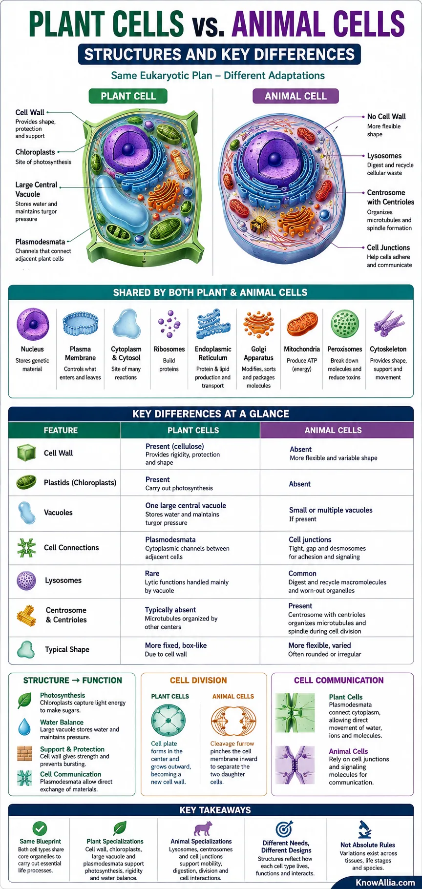 Plant cells vs animal cells: key structural differences and functions of each cell type explained visually.